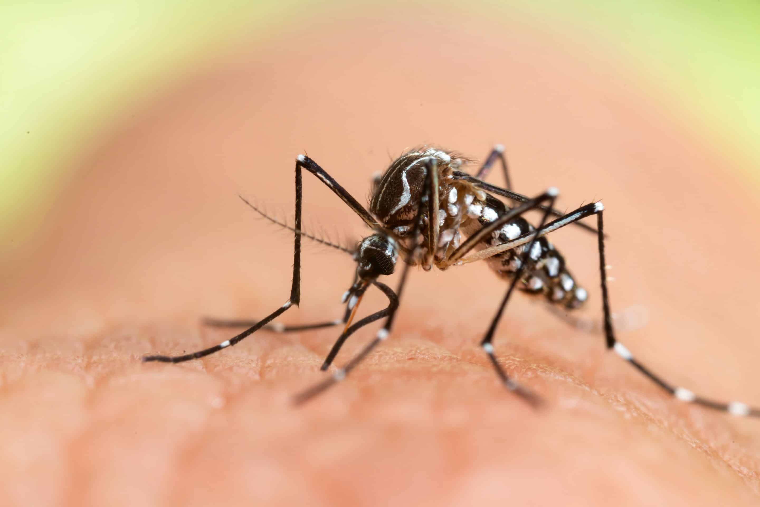 Die Asiatische Tigermücke kommt mittlerweile auch in Deutschland vor. Sie kann Krankheiten wie Dengue- oder West-Nil-Fieber übertragen. Foto: djd/Anti Brumm/Shutterstock/frank60